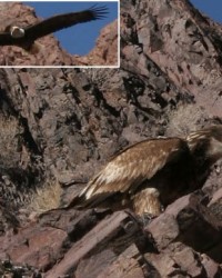A golden eagle eats its prey, while a nearby bald eagle angles to get a bite.
